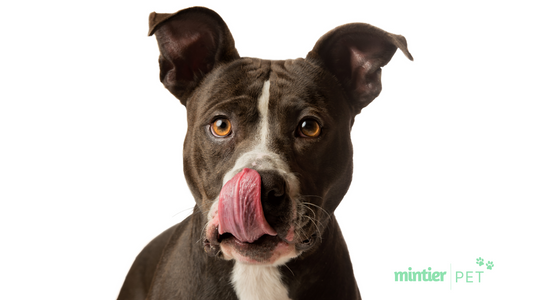 Introducing the Fresh Breath Pet Line by Mintier