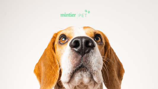 Mintier Unveils Exciting Expansion: Introducing New Pet Line Featuring Natural Breath Spray and Water Additive for Dogs