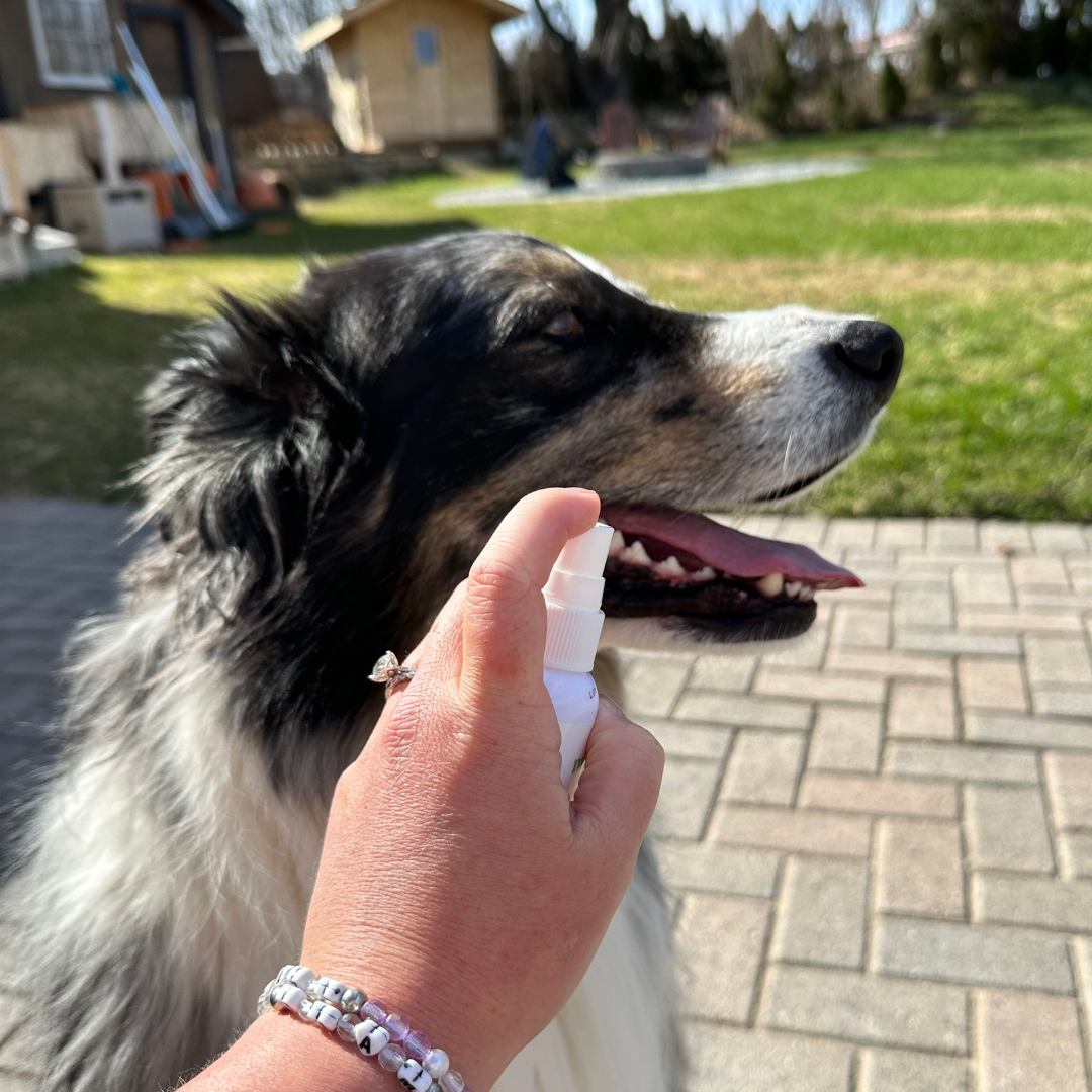 Dog Breath Spray