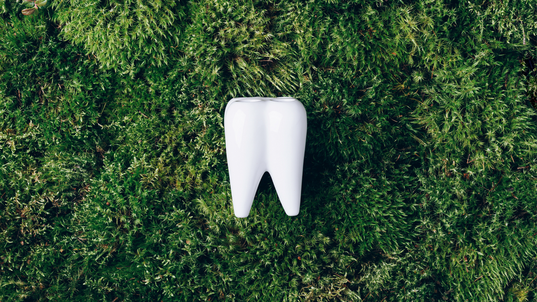 What is Holistic Oral Care?
