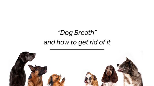 Why Do Dogs Have Bad Breath?
