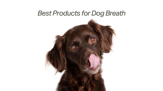 Best Products for Dog Breath